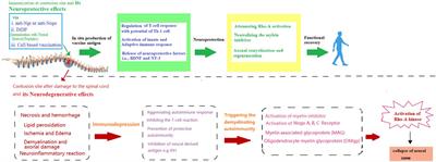 Title: Immunotherapy; a ground-breaking remedy for spinal cord injury with stumbling blocks: An overview